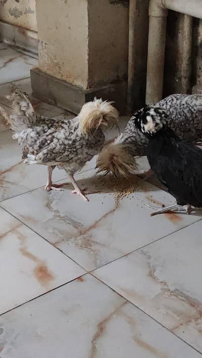 3 Polish two female and 1 male final fix price 9000