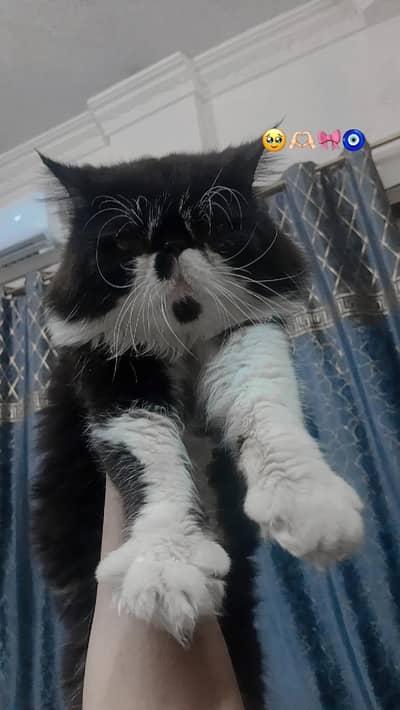 stud male available matting purpose