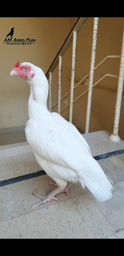 Heera Aseel Female 03100024337