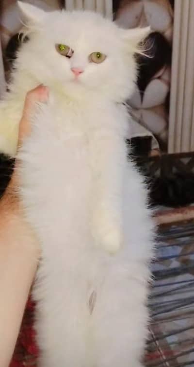 pure Persian kittens