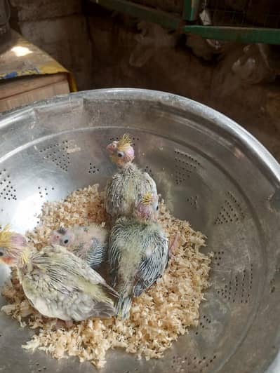 cocktail chick v paid hand feed per