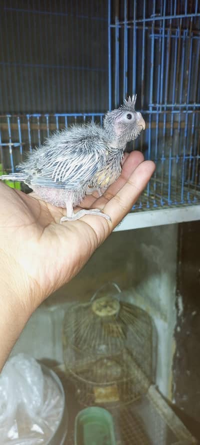 cocktail chick v paid hand feed per