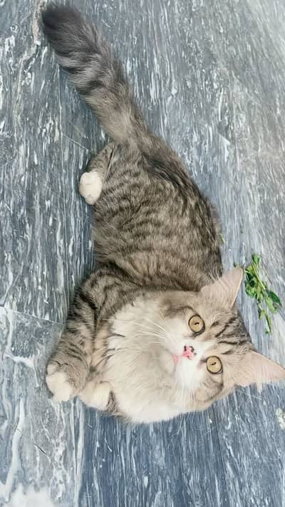 Cat 1 Yawr
