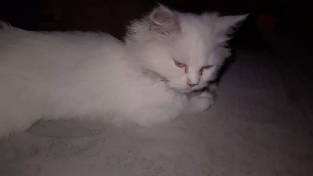 best cat 2