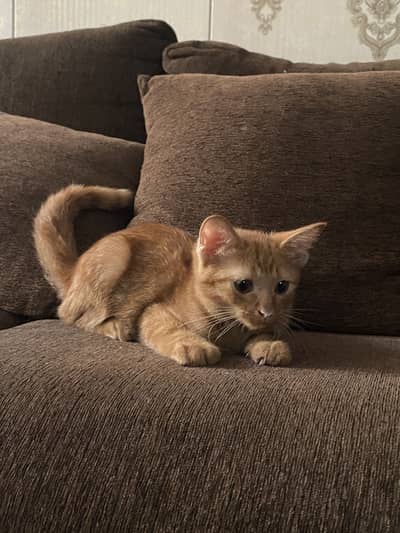 Adopt a kitten