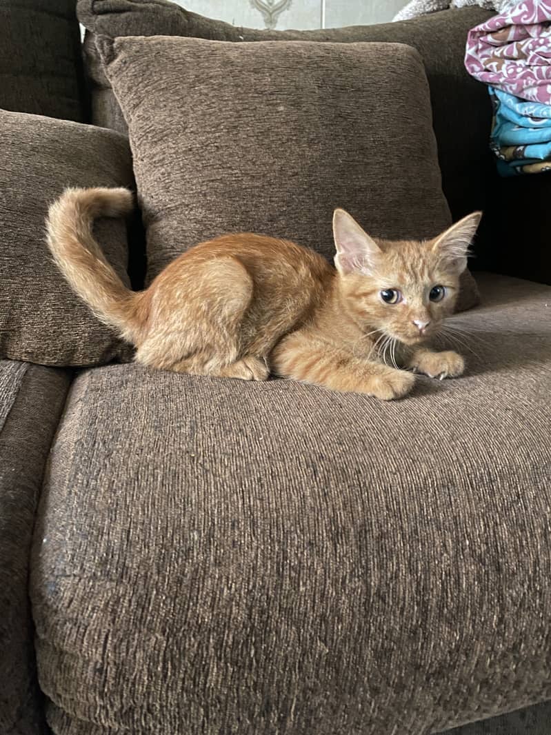 Adopt a kitten 1