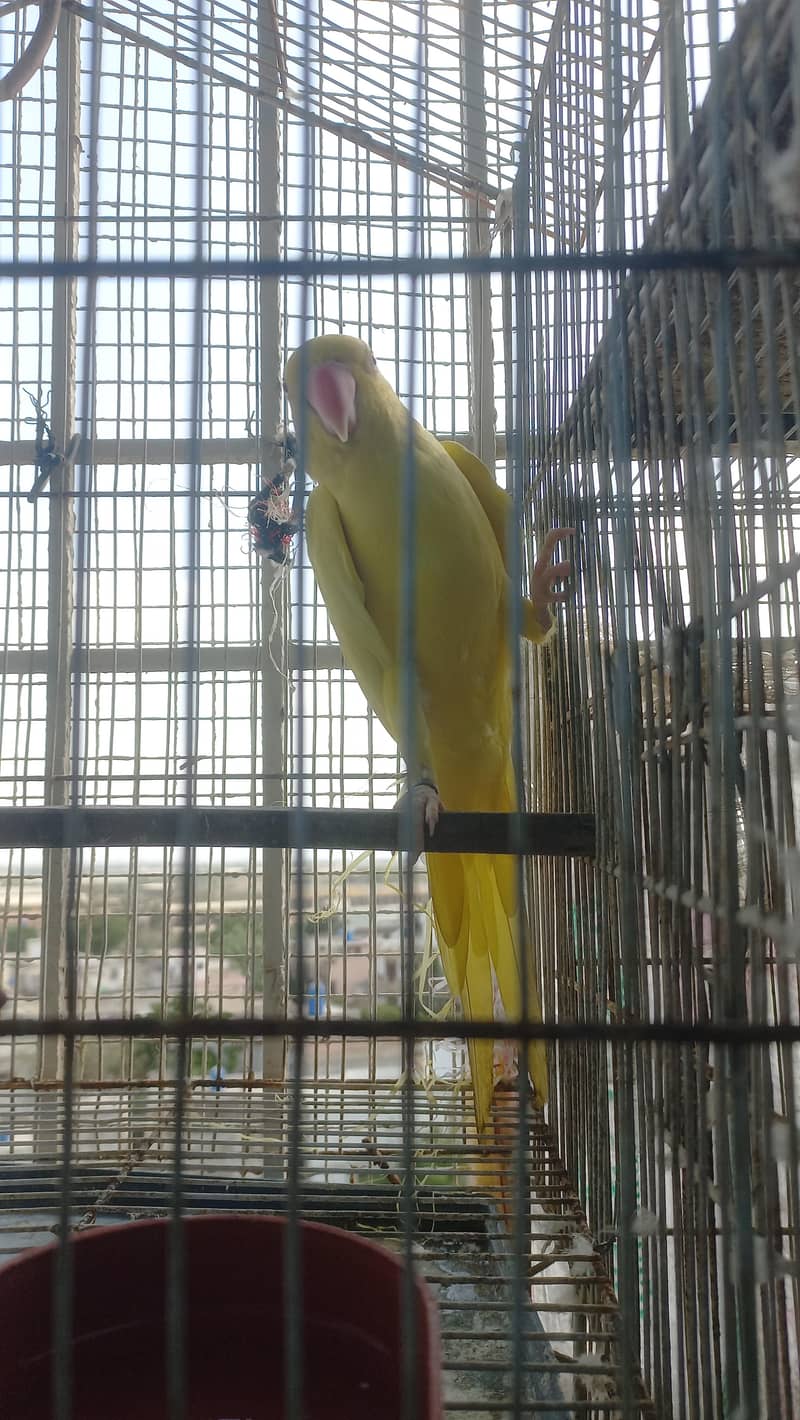 yellow talking 1