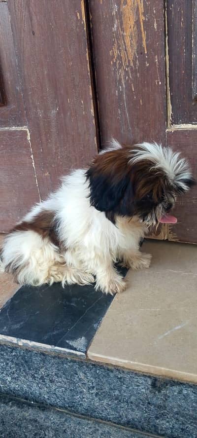shihtzu puppies