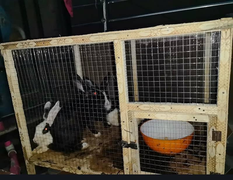 2 couples rabbit 2
