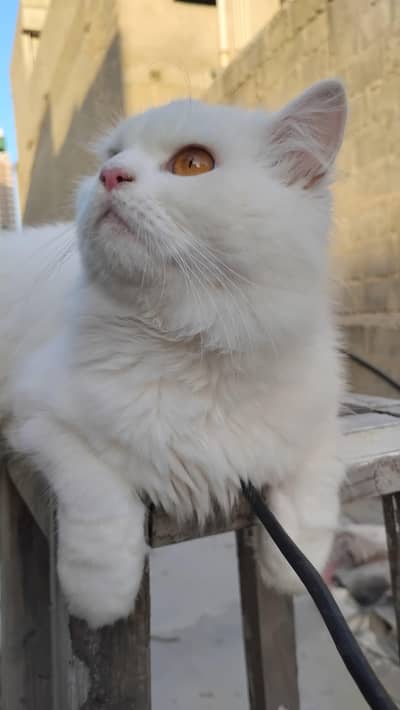 Persian Cat for Sale – Healthy & Friendly