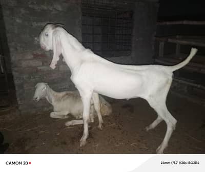 Gulabi bakra for sale.