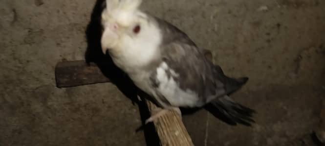 red eyes male felwo for sale