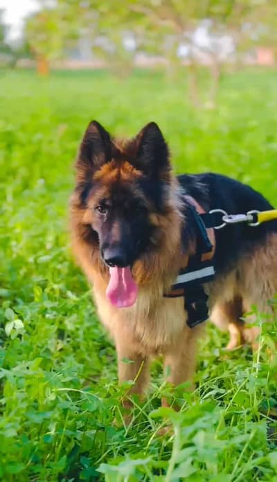 german shepard