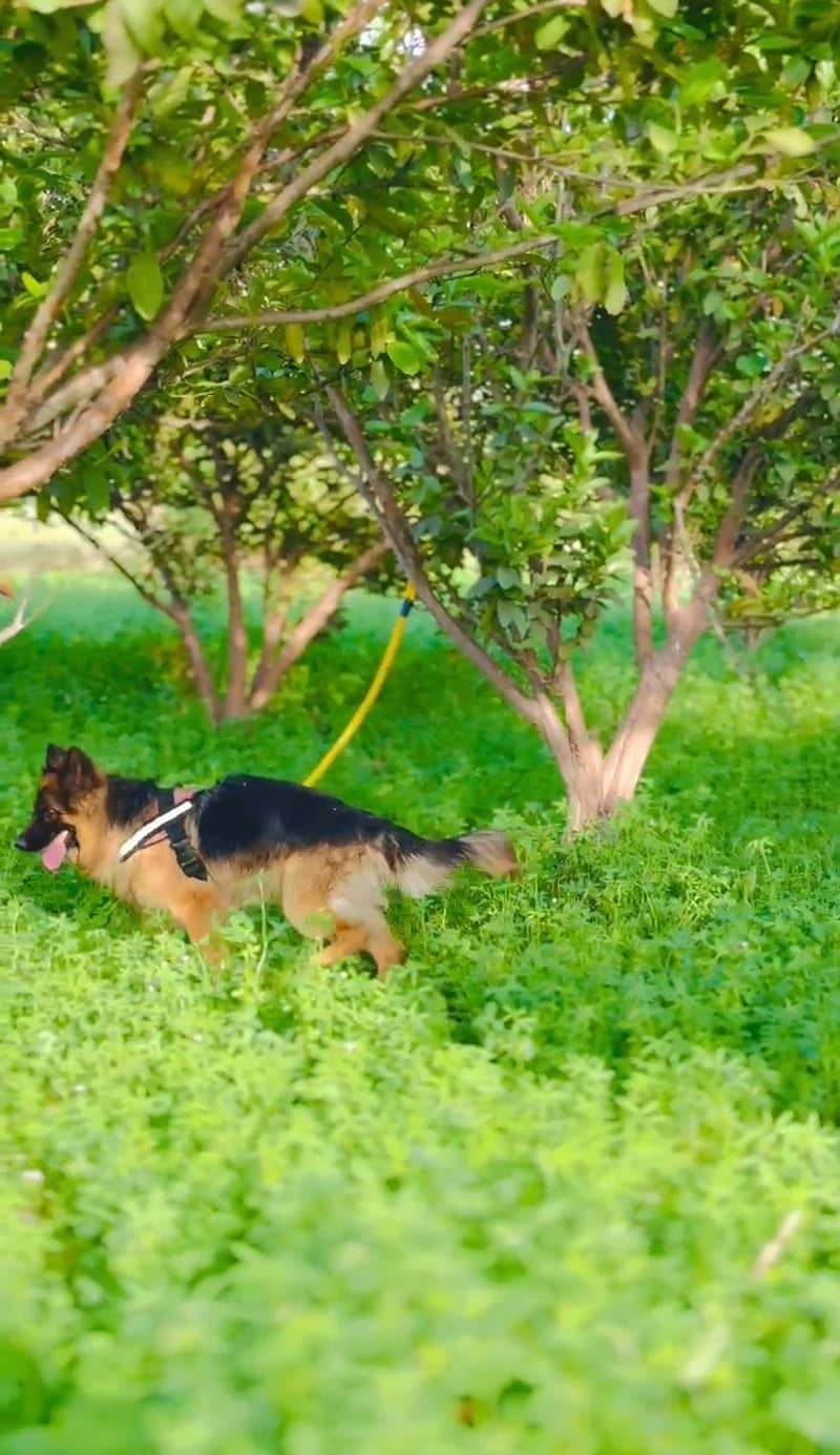 german shepard 1