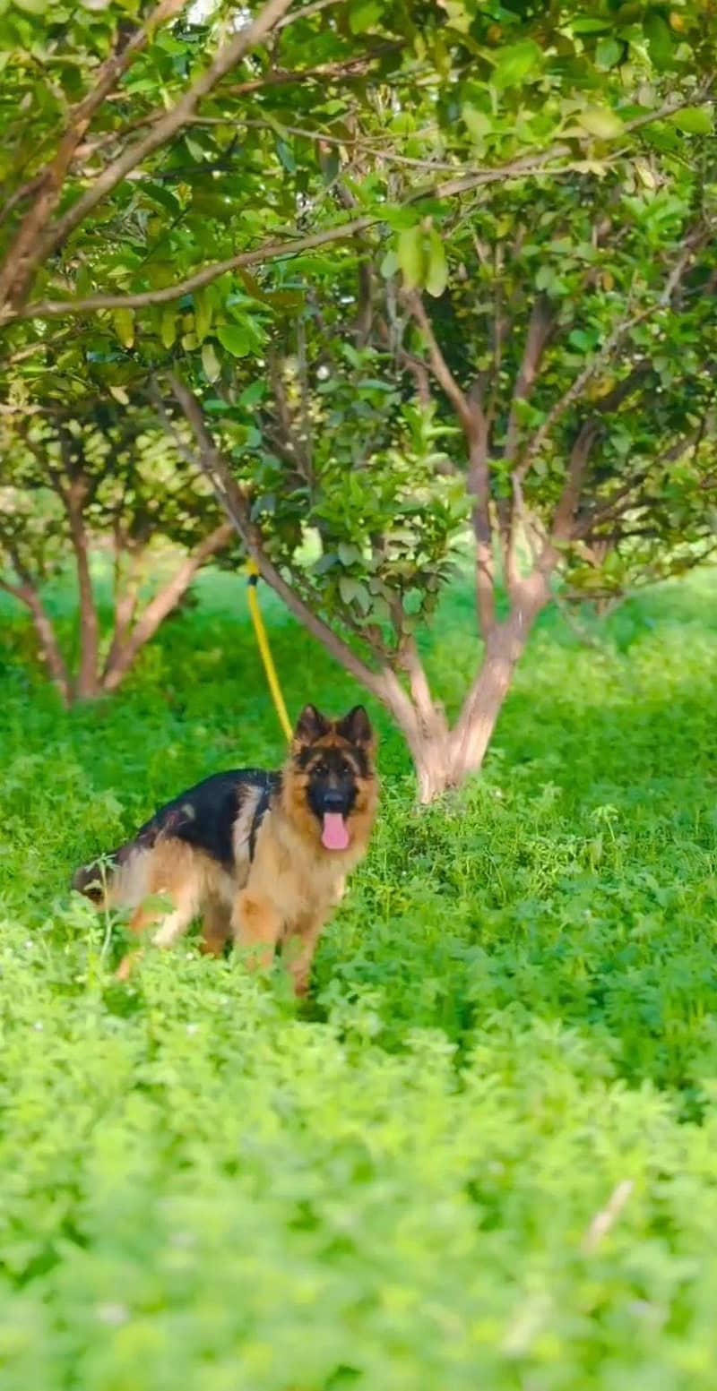 german shepard 4
