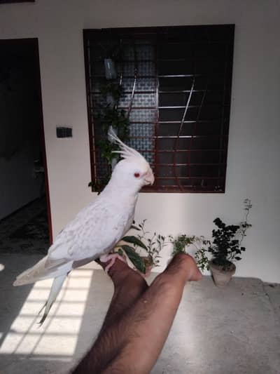 Fellow Proper hand fly tamed