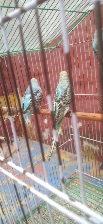 Australian parrot