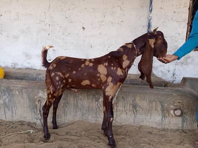gulabi kamori