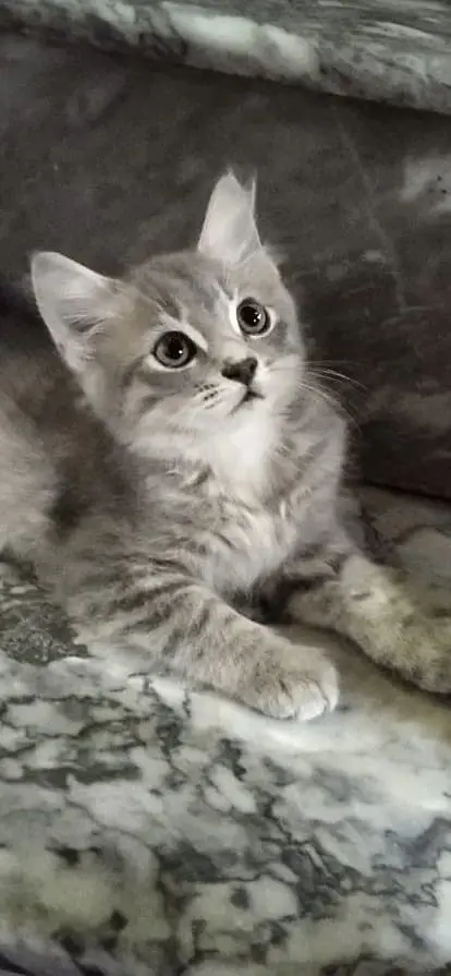 Bumper offer percian kitten for sale