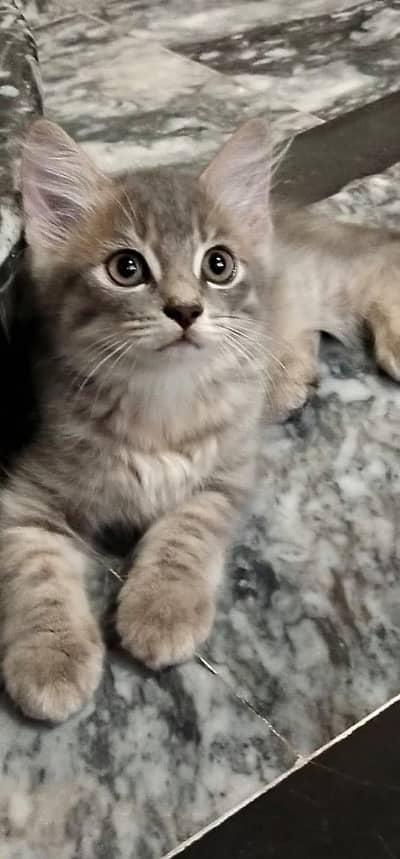 Bumper offer percian kitten for sale