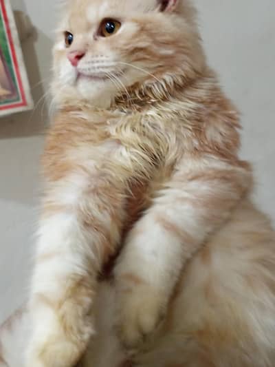 5 months old male cat for sale