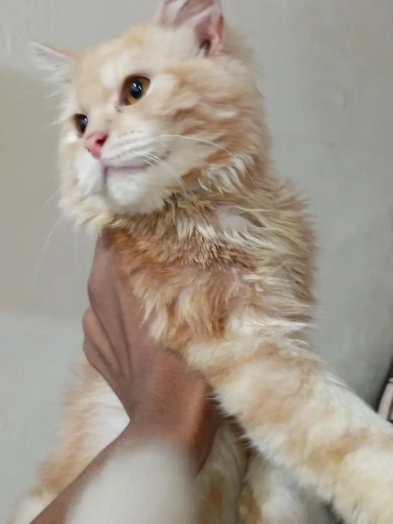 5 months old male cat for sale — photo 2
