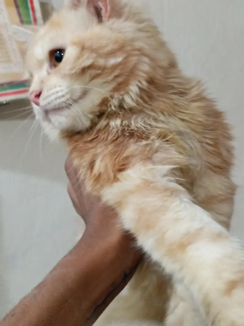 5 months old male cat for sale — photo 3