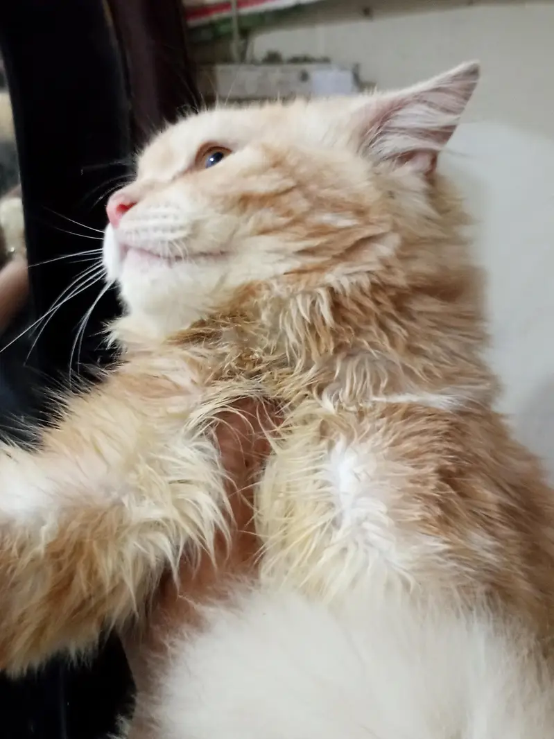 5 months old male cat for sale — photo 4