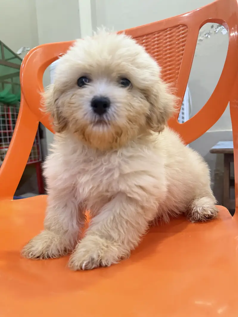 Shih Tzu puppy