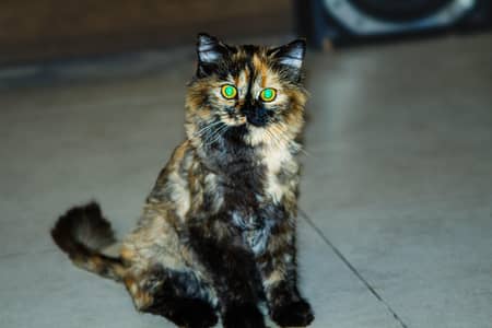 Beautiful Persian Doll Face Tortoiseshell Cat – Female – For Sale