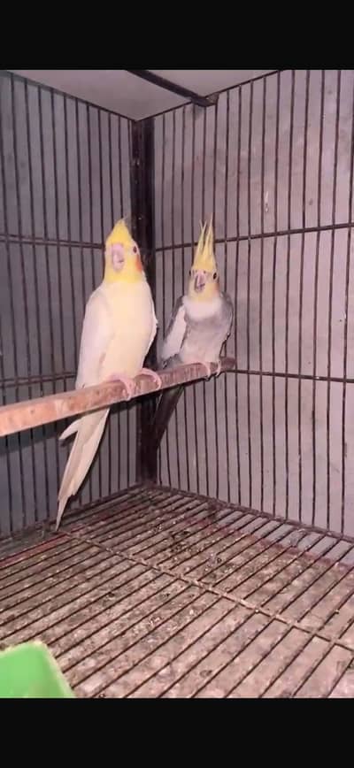 PAIR 03146000146