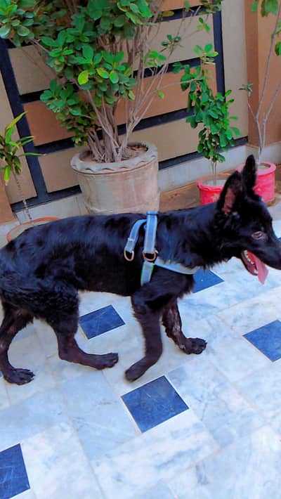 very gentle  & understands dog