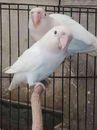 red eyes love birds breeder pair &one albino black eyes male total 3