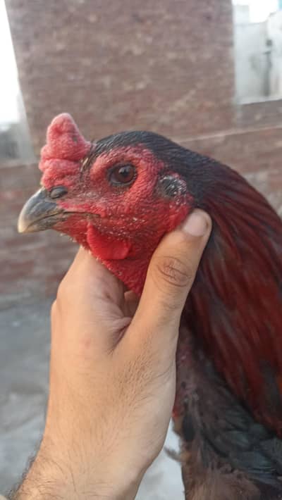 aseel thai murga and pakistani mushki or thai pathy pathiya available
