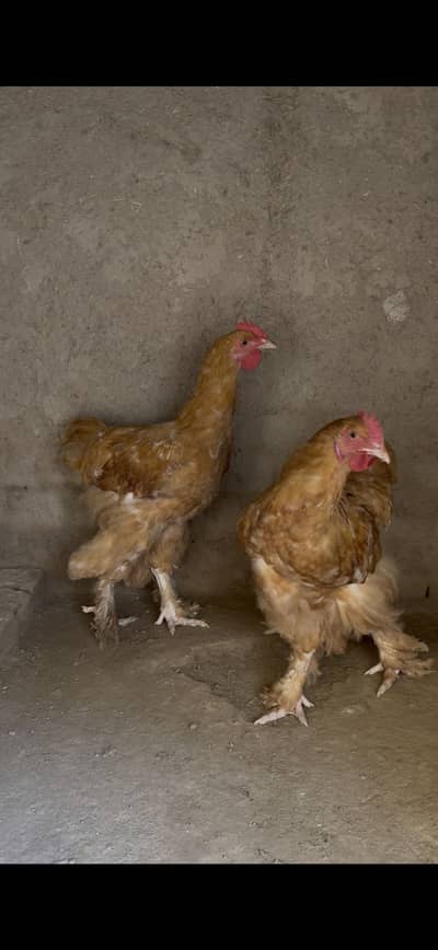 2 Male For sale 6 Month Age fresh and healthy