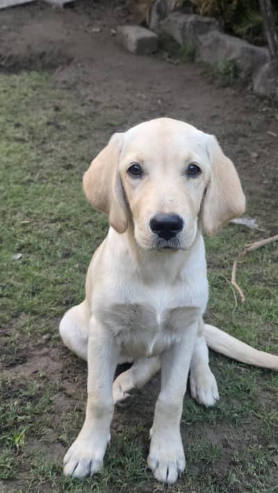 Labrador Puppies for Sale