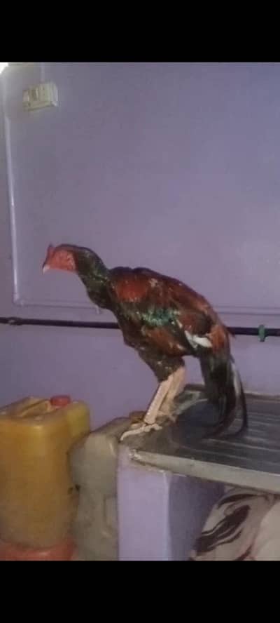 high quality aseel for sale
