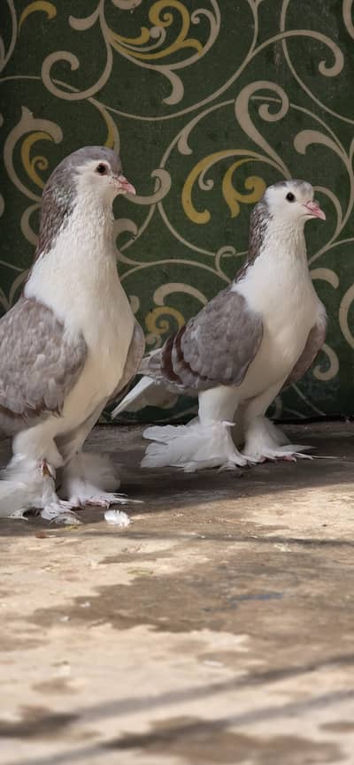 Sherzi german bloodline breedr pair