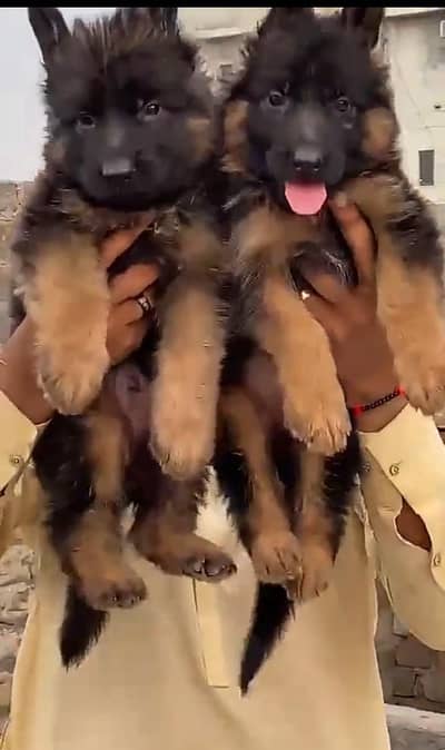 German Shepherd long coat puppies for sale my WhatsApp 03440066156