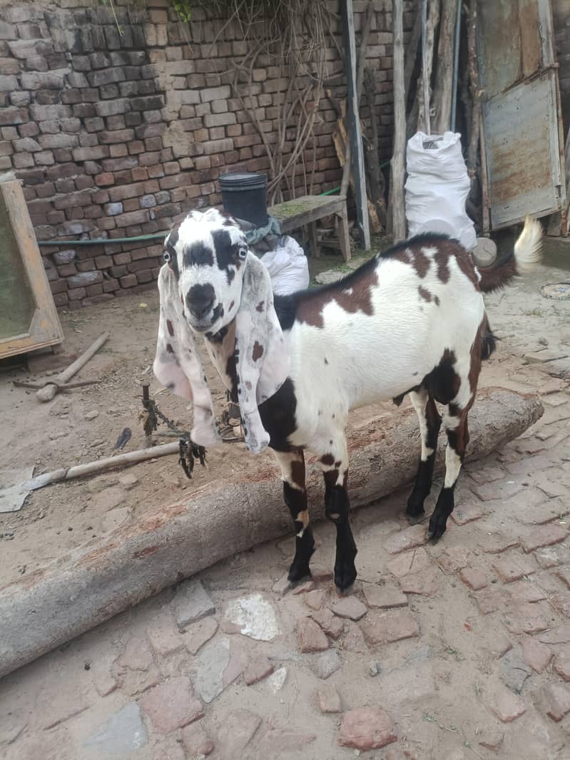 goats 4