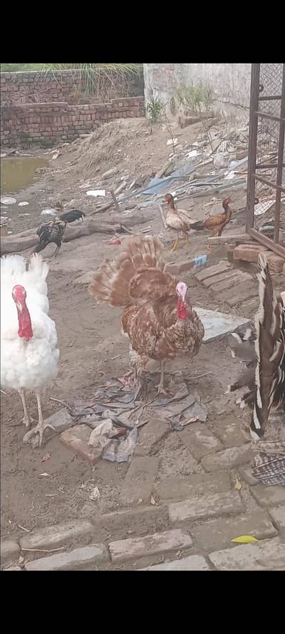 Turkey breeder males