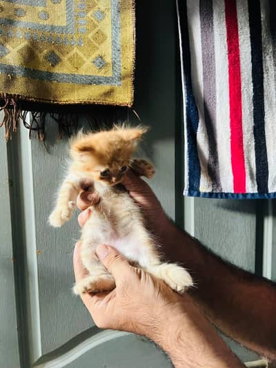 5 kitten and mother