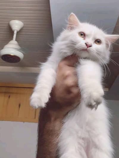 White Persian cat long hair