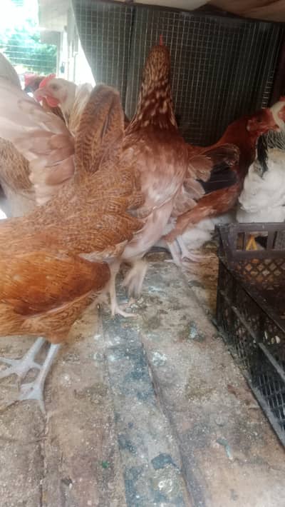 Golden misri fresh stater hens