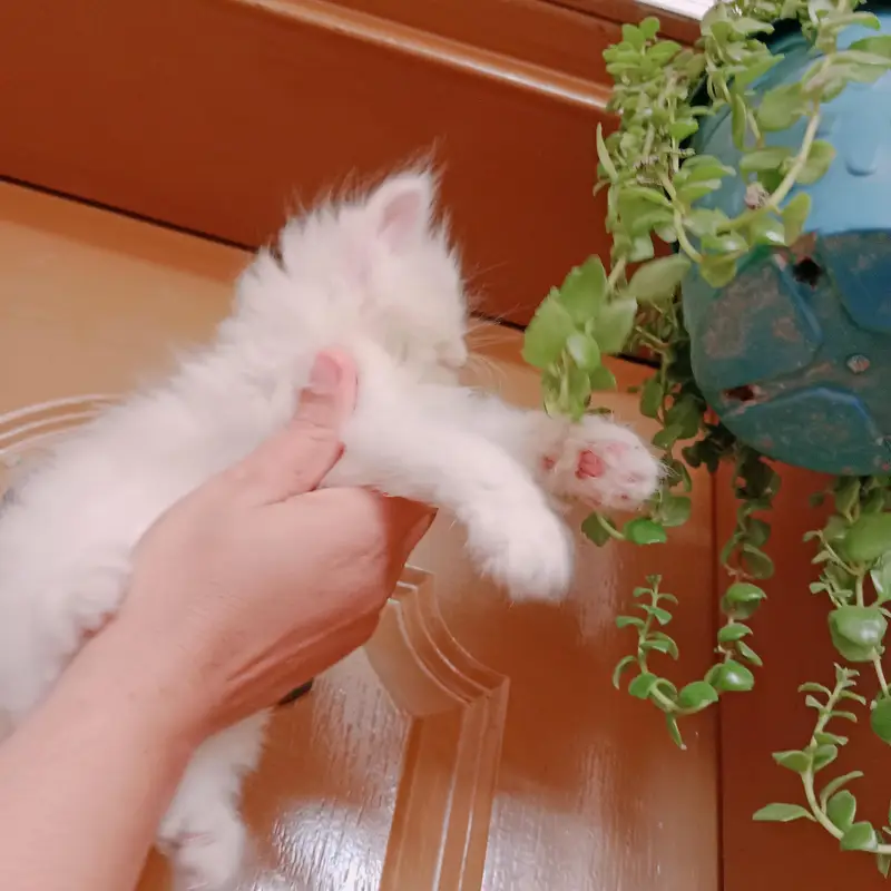 pure Persian triple coatted female — photo 5