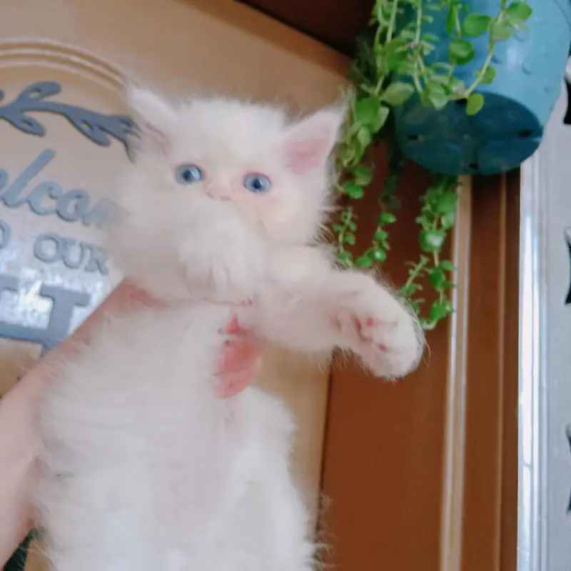 pure Persian triple coatted female — photo 7