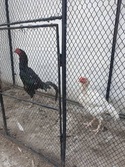 All chicks full healthy