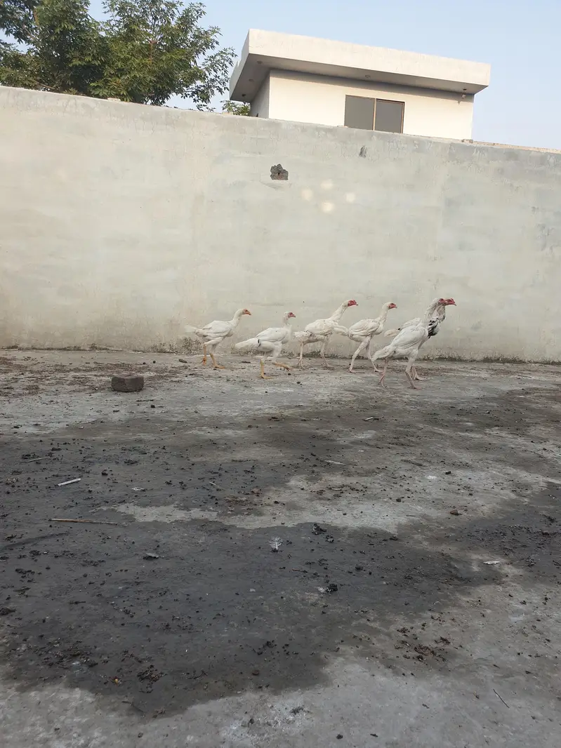 All chicks full healthy — photo 2