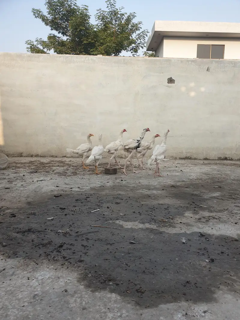 All chicks full healthy — photo 3