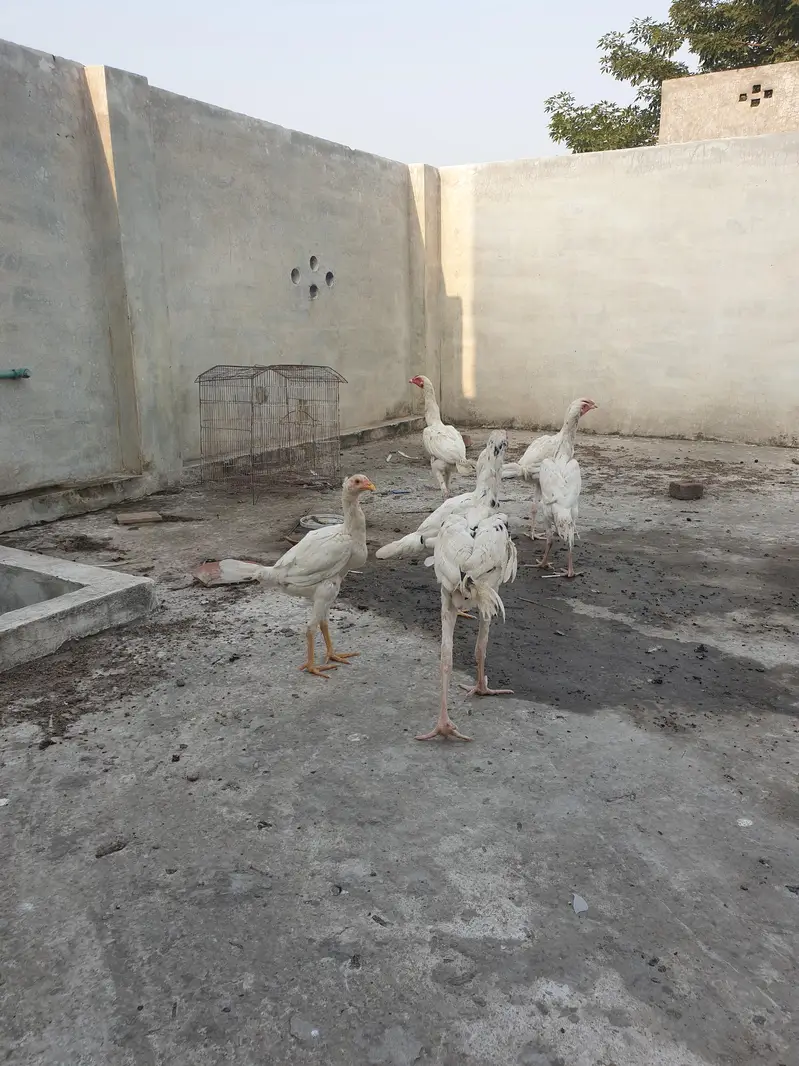 All chicks full healthy — photo 4